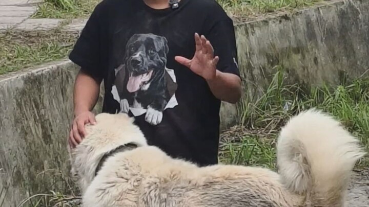 Comparative Analysis of Hand-to-Hand Combat Power Between Adult Men and Dogs