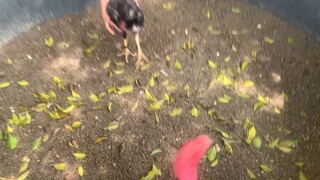 Fightcock 1