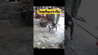 ^ดูรวมคลิปเต็มกดลิงค์ข้างบน^ โทษทีนะเรารีบ