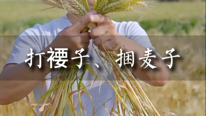 ตีฟาง ผูกข้าวสาลี