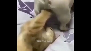 CƯỜI TÉ GHẾ Khi Động Vật Tấu Hài _ Siêu Thú Cưng