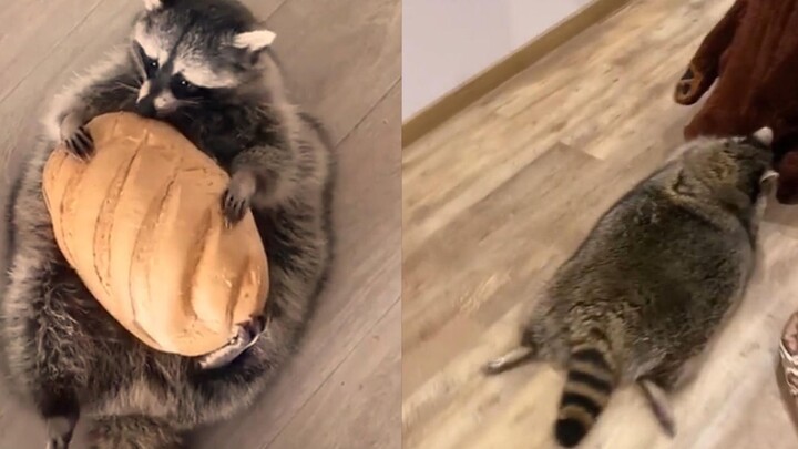 Giant “human” mop! Have you ever seen a raccoon this smooth and silky?