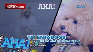 Talentado at masunuring mga aso, kilalanin! | AHA!