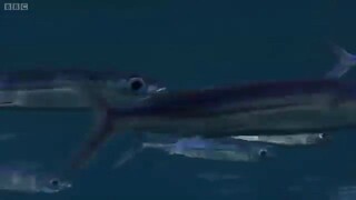 Flying Fish (BBC)