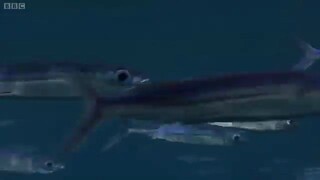 Flying Fish (BBC)