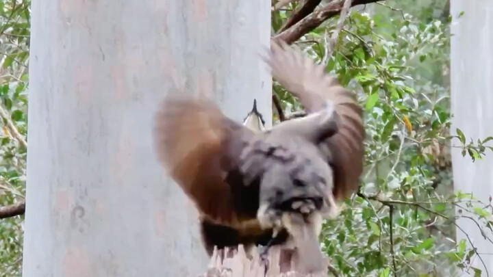 Two male birds-of-paradise are locking horns in an online dance-off—two real “attention-seekers” of 