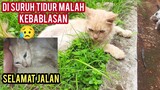 Kucing Kurus Tinggal Tulang Yang Di Buang Oleh Pemiliknya Hari Ini Meningga Dunia..!