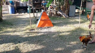 fresh from bacolod