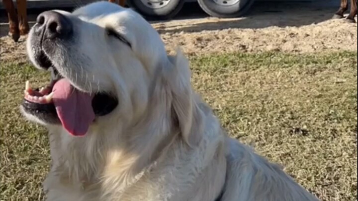 เวลาฉันดูดลูกสุนัข มันก็เป็นแบบนี้: