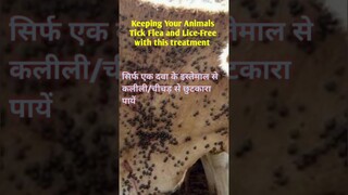 कैसे सिर्फ एक medicine से मिलेगी आपके animals को ticks free life। कौन सी एक Medicine जो करेगी कमाल।