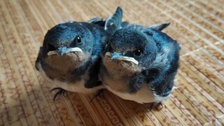 Two swallows rescued had grown up and as good as a pet dog