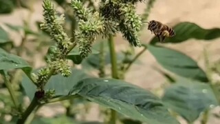 Foto keren macro bos, buat fotomu jadi lebih keren