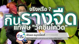 ชัวร์ก่อนแชร์ : รางจืด ผักชี ล้างพิษวัคซีนโควิด จริงหรือ ?