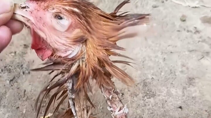 Absolutely do not eat this meat—throw it away as soon as you get it!