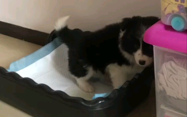 Anak anjing berusia dua bulan sudah bisa mengerti perkataan.