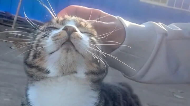 ลูกแมวตากแดดก็หอมเหมือนผ้าห่มที่ตากแดดเลย