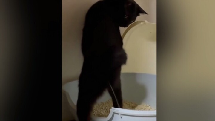 Mèo: Pài Ni Ma, mày cũng đứng tè mà!?