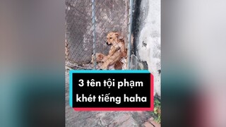 Bao nhiêu e gà đã ra đi huhu. cunyeucuadua chó chócon chókhôn chócute