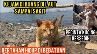 MENYELAMATKAN KUCING YANG DIBUANG DI LAUT DI TEMUKAN DALAM KEADAAN SAKIT..!