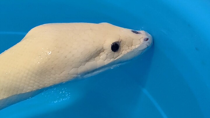 Hog-nosed snake 'Yuki' drinks water!