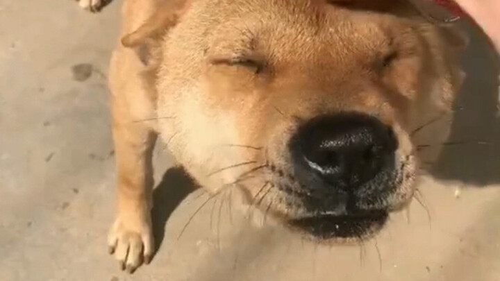 ต้าหวง: คนเอ๊ย ที่สุดแล้วเธอก็มาสินะ!