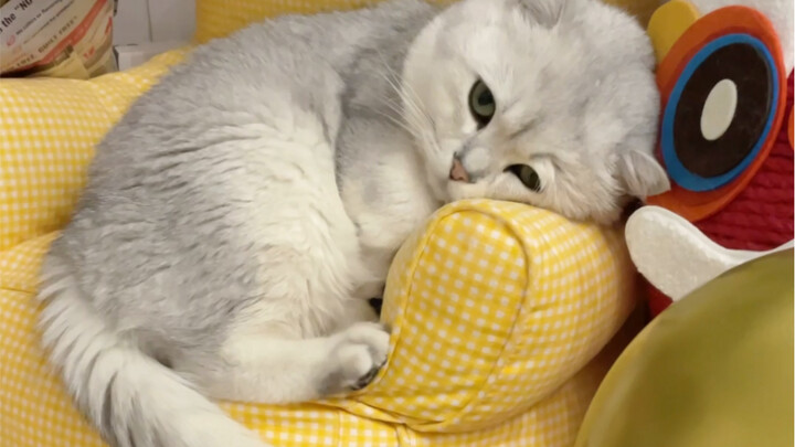 My cat’s clearly a total old-timer!