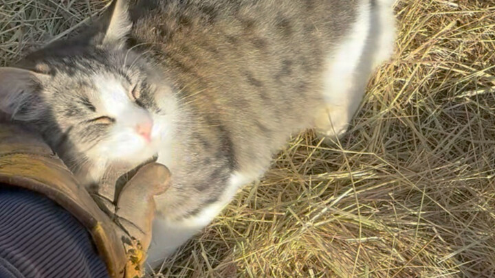 Stardew Valley phiên bản đời thực