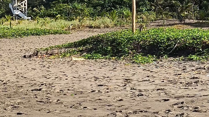 Pangandaran beach