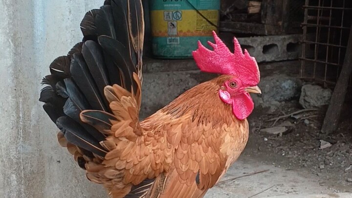 new bantam