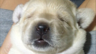 【Sự trưởng thành của một chú cún】Điều này có khác gì so với việc tự mình sinh ra không nhỉ