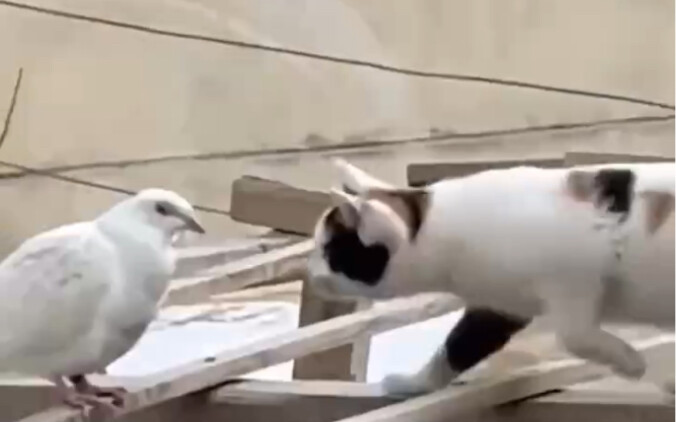 Kucing mendekati merpati dengan sikap berburu, tapi ternyata malah mendekat dan menciumnya; kini si 