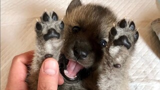 The little wolf cub is so adorable that a Russian couldn't resist picking it up and showering it wit