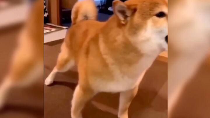 Time stands still: a Shiba Inu that won’t move