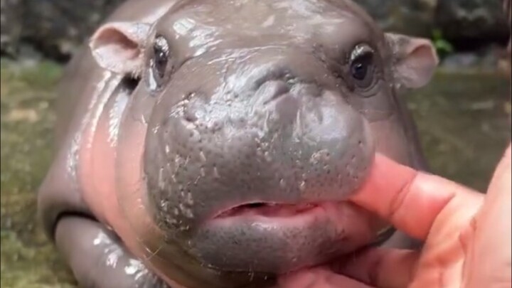 Hilarious! Baby hippo dozes off and gets kicked awake by mom!