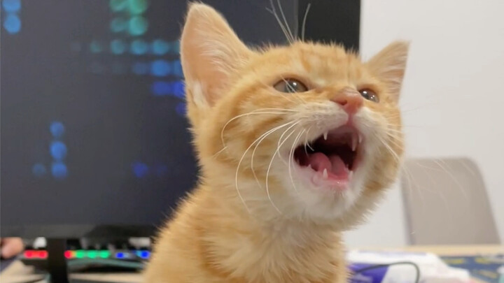 Challenge: No Cat-Touching at Work 3.0