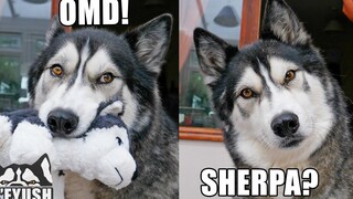 ของเล่น Husky Drops ใน SHOCK! รวมตัวกับเพื่อนที่ดีที่สุดหลังจากผ่านไปหลายเดือน!