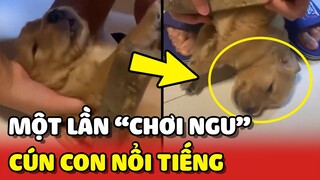 Bất lực với pha "CHƠI NGU" một lần mà NỔI TIẾNG của chú cún con 😂 | Yêu Lu