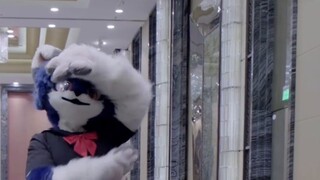 [Thu thập Cực thú 2022] Giải phẫu Otome / Canglan / Nhảy Fursuit