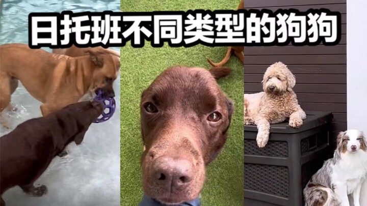 Perayaan anjing-anjing dengan berbagai jenis di tempat penitipan harian untuk anjing