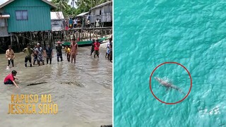 Mga buwaya, namataan sa Palawan at Sarangani Bay! | Kapuso Mo, Jessica Soho