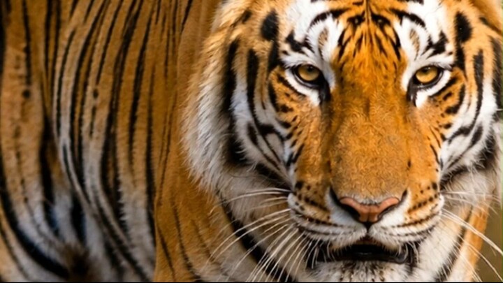 🦁 Wild Animals in Nature 🦁 | Amazing Animal Video #shorts