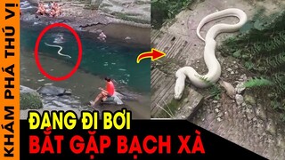 🔥 8 Lần Chạm Mặt Với Sinh Vật Bí Ẩn Khi Đang Đi Bơi | Phát Hiện Bạch Xà Khổng Lồ Tại Đền Mẫu KPTV