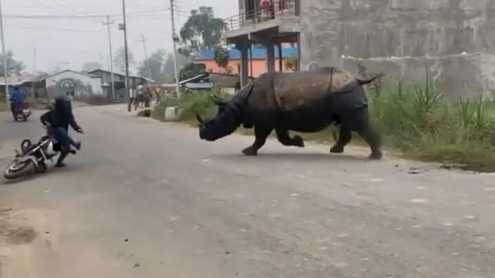 yang asli ada BADAKnya  😏😌😉🤭  Tetap dilingkaran, jangan maen klarinet, jangan pakek topi ,,,