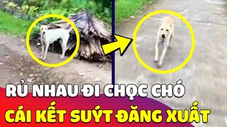 Rủ nhau đi CHỌC CHÓ, đôi bạn trẻ chọc nhầm chú Chó HƯỚNG NGOẠI và cái kết SANG CHẤN TÂM LÝ 🤣 Gâu Đần