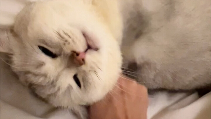 مُجرَّب ولا يفشل أبدًا! مفتاح يتيح لك فعل أي شيء تريده مع القطط الصغيرة!