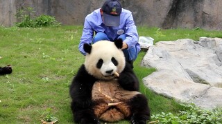 [Panda] Silly fatty Xuebao being teased