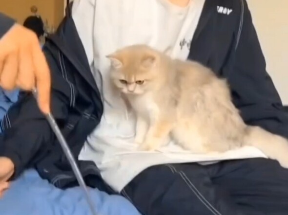 الصغير الذي لا يستطيع ما جيا تسي كبحه وحده: ابن أخي هو آن "ما جيا تسي" الحيوان