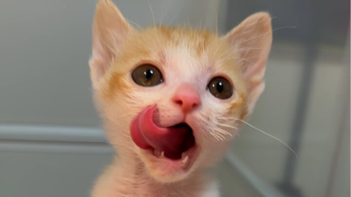 “The Moving Castle Has Been Invaded by Bandits”