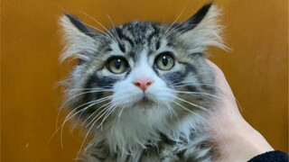 Transforming the Unethical Cat and Reshaping the Cat Ethical Culture