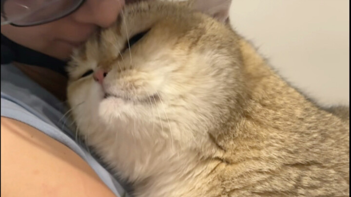 Meow doesn’t care whether Mom rides an electric scooter or drives a luxury car—anytime Mom comes hom